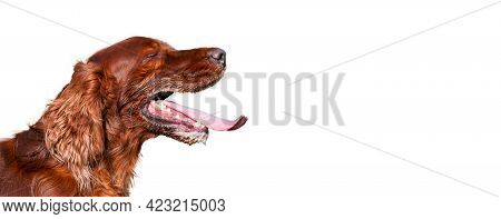 Isolated Panting Drooling Pet Dog Head In Summer On White Background.. Web Banner With Copy Space.