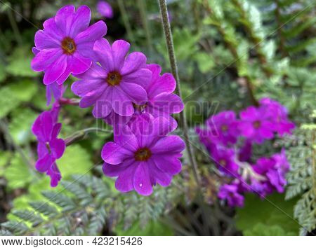 Pink Himalayan Primrose (primula Polyneura), Vielnervige Schlüsselblume Oder Vielnervige Primel (the