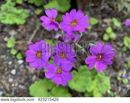 Pink Himalayan Primrose (primula Polyneura), Vielnervige Schlüsselblume Oder Vielnervige Primel (the