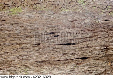 Tree Bark Texture Woodbackground.tree Bark Texture Woodbackground,walnut Wood Texture. Super Long Wa