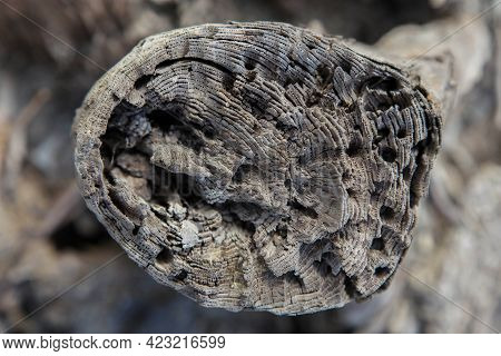 Tree Bark Texture Woodbackground,tree Bark Texture Woodbackground,walnut Wood Texture. Super Long Wa