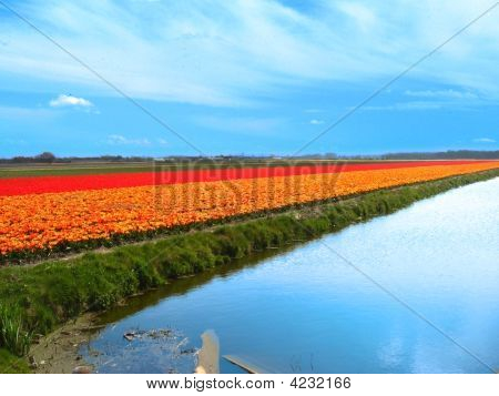 Tulipán mező Hollandiában