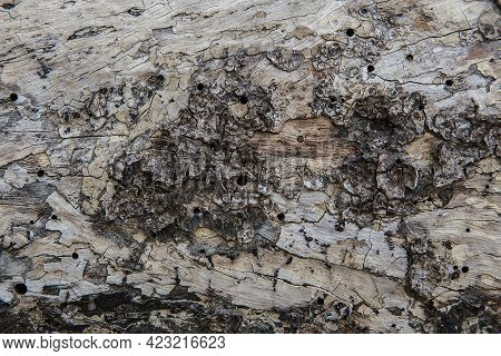 Tree Bark Texture Woodbackground