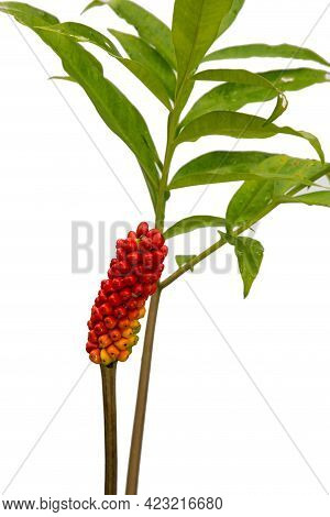 Fruit Konjac.colorful Konjac Fruit In Nature