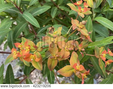 The Griffith\'s Spurge (euphorbia Griffithii), Himalaja Griffiths Wolfsmilch, Feuer-wolfsmilch Oder 