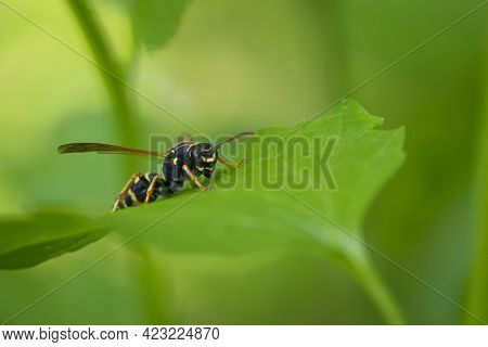 Wasp On A Green Leaf. Parts Of The Body Of A Wasp Close-up. Insect Close-up. Yellow Pattern On The B