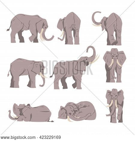 Elephant As Large African Animal With Trunk, Tusks, Ear Flaps And Massive Legs Vector Set