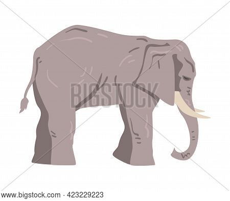 Standing Elephant As Large African Animal With Trunk, Tusks, Ear Flaps And Massive Legs Vector Illus