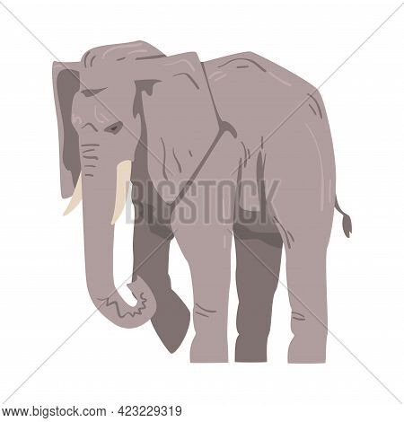 Walking Elephant As Large African Animal With Trunk, Tusks, Ear Flaps And Massive Legs Vector Illust