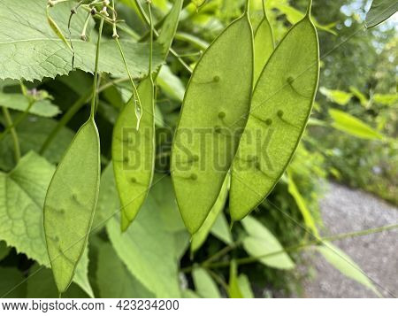 The Perennial Honesty (lunaria Rediviva), Das Ausdauernde Silberblatt, Wildes Silberblatt Oder Mondv