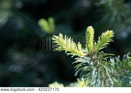 Needles Of A Subalpine Fir, Abies Lasiocarpa
