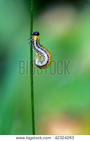 Curvo Caterpillar giallo