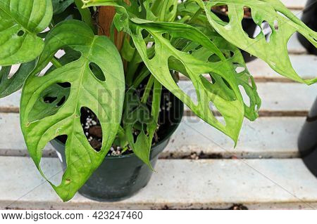 Closeup Of The Leaves On A Swiss Cheese Monstera Plant