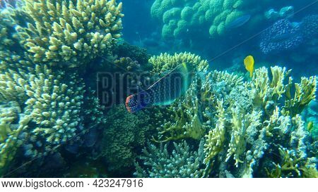 Checkerboard Wrasse (halichoeres Hortulanus) Undersea, Red Sea, Egypt, Sharm El Sheikh, Nabq Bay