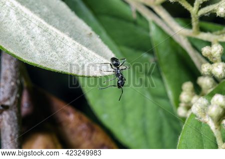Macro Of An Ant Walking On A White Leaf