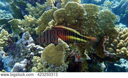 Blackside Hawkfish (paracirrhites Forsteri) Undersea, Red Sea, Egypt, Sharm El Sheikh, Nabq Bay