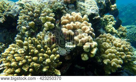 Blackside Hawkfish (paracirrhites Forsteri) Undersea, Red Sea, Egypt, Sharm El Sheikh, Nabq Bay