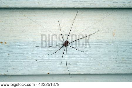 A Close Up Look At A Granddaddy Longleg Spider That Rests On The Vinly Siding Of A Missouri Farm Hom