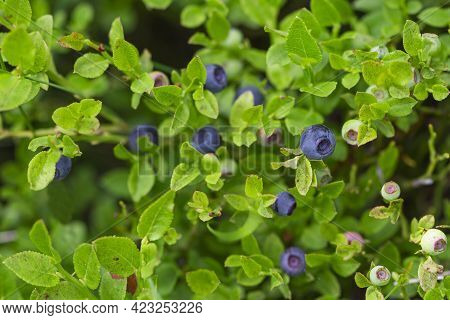 Wild Blueberries In Various Stages Of Ripening. Vaccinium Myrtillus Or Bilberry In The Bush Growing 