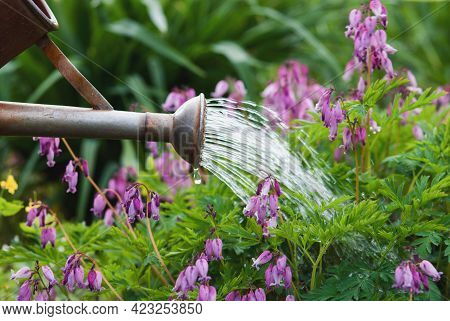 Watering Can Pouring Water On Blooming Pacific Bleeding Heart Flowers In The Garden