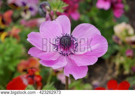 Showy And Bright Purple Anemone Coronaria Flower On Colorful Background.