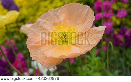 Champagne Bubbles Pink Poppy Or Iseland Poppy Flower Close Up.