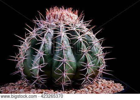 Close Up Melocactus With Studio Lighting Against Dark Background