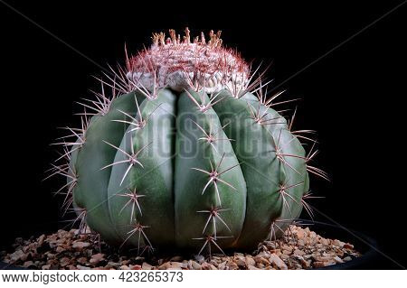 Studio Shot Of Melocactus Against Dark Background