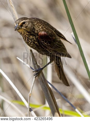 Juvenile Male Red-winged Blackbird Perched On Water Grass. Santa Clara County, California, Usa.