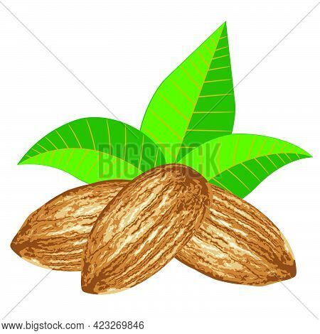 Almond Seed Design