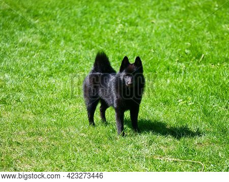 Little Belgian Shepherd Schipperke Stands On A Green Lawn. Bright Sunny Day