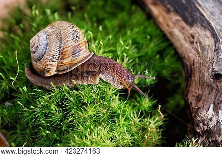 Large Domestic Snail, Unusual Pets . Keeping Snails At Home. Close-up.