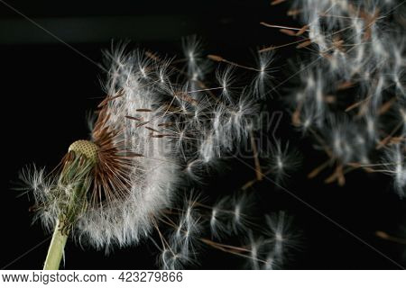 Macro Shot of Dandelion Seeds Being Blown