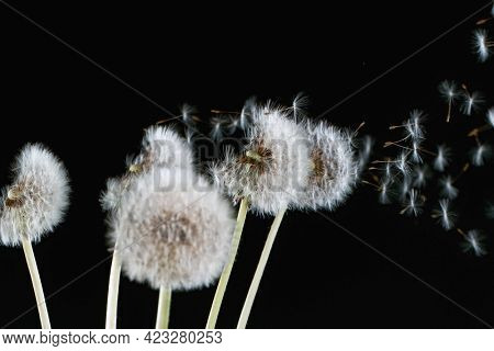 Macro Shot of Dandelion Seeds Being Blown
