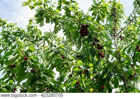 Unpicked Ripen Organic Cherries In The Tree
