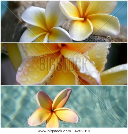 ลีลาวดีสีเหลือง Triptich