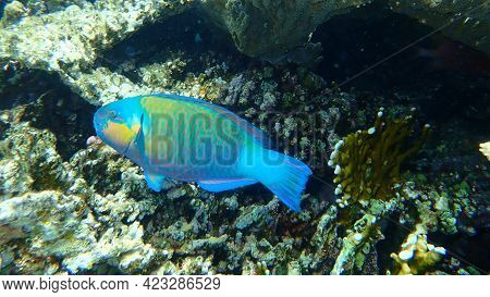 Daisy Parrotfish Or Bullethead Parrotfish (chlorurus Sordidus) Undersea, Red Sea, Egypt, Sinai, Ras 