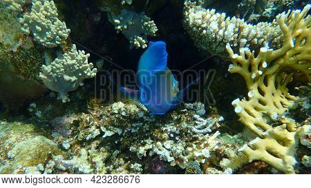Daisy Parrotfish Or Bullethead Parrotfish (chlorurus Sordidus) Undersea, Red Sea, Egypt, Sinai, Ras 