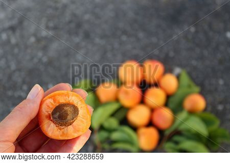 Half Of An Apricot With A Bone In A Female Hand On A Blurred Gray-orange Background.