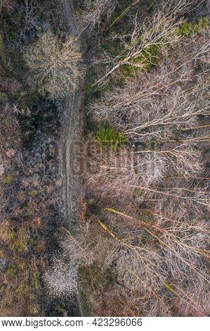 aerial view of a trail passing through a deciduous forest in early spring