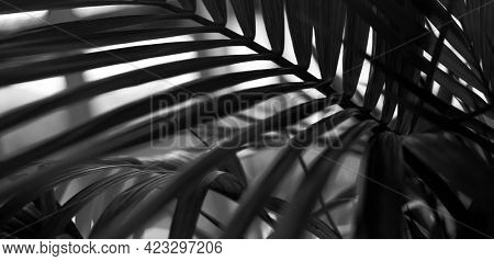 Black and white Palm leaf in tropical forest plants. Nature shadow light long horizonta background.