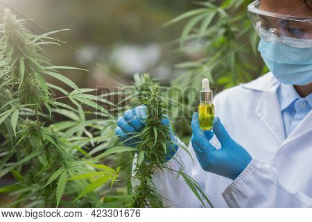 Female Scientists Researching Hemp Oil. Cannabis Oil Cbd. Concept Of Herbal Alternative Medicine, Ph
