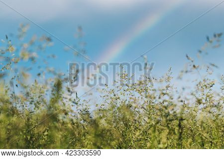 Green Grass Meadow Landscape In Summer Cloudy Day. Scenic Sky With Fluffy Clouds And Rainbow After R