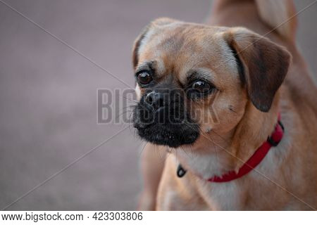 Cute Dog Breed American Short Lo-shee Pug