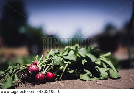 Grouping Of A Fresh Bunched Harvested Radishes From A Home Garden With Irrigation Soaker In The Back