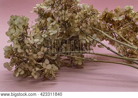 Dry Hydranges On A Pink Background Copy Space