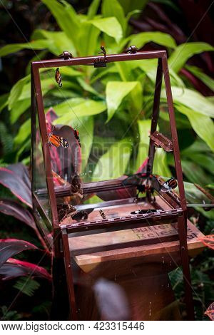 Butterflies Being Released At The Tropical Greenhouse In Grand Rapids Michigan