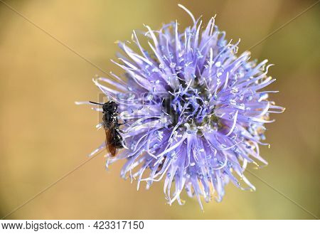 Black Bee Perched On Globularia Vulgaris Flower. Vivid Blue Flower On A Sunny Spring Day.