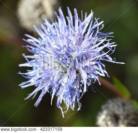 Sunlit Purple Flower Of Globularia Vulgaris. Located On A Forest Road In The Province Of Soria.