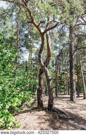 The vagaries of nature. The curved trunks of the pines intertwined with each other.